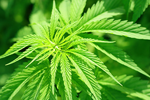 大麻を再発見する旅！