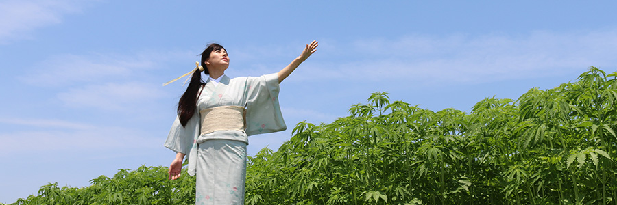 百人帯 野州麻の畑にて